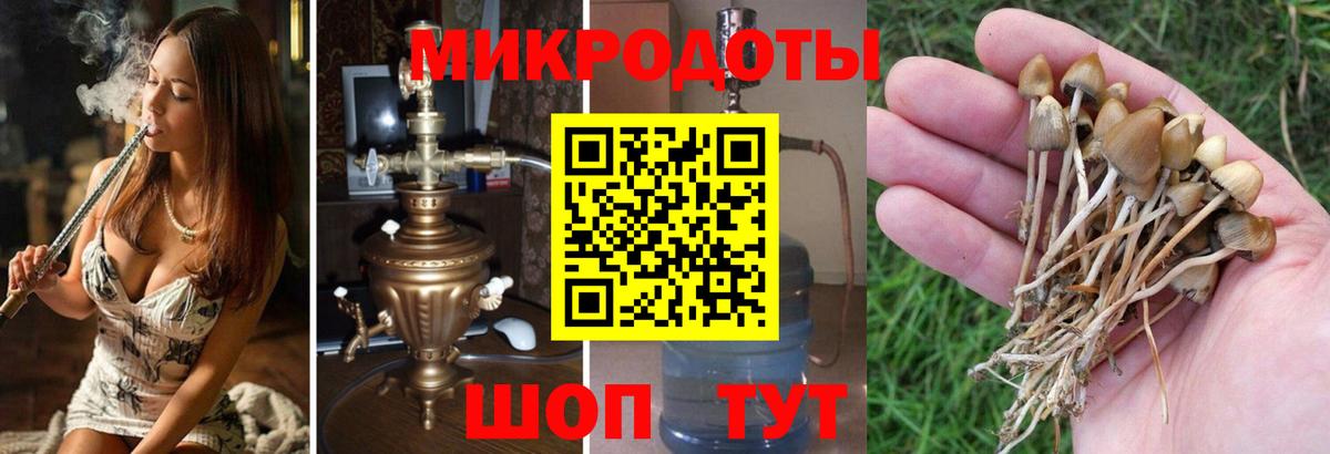 Псилоцибиновые грибы Cubensis Гусиноозёрск